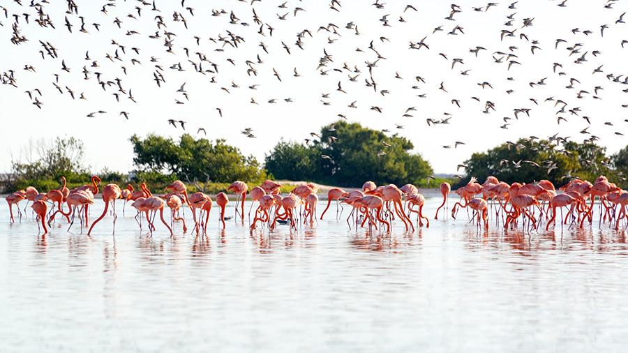 costa-esmeralda-flamingos